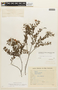 Chamaecrista ramosa var. erythrocalyx image