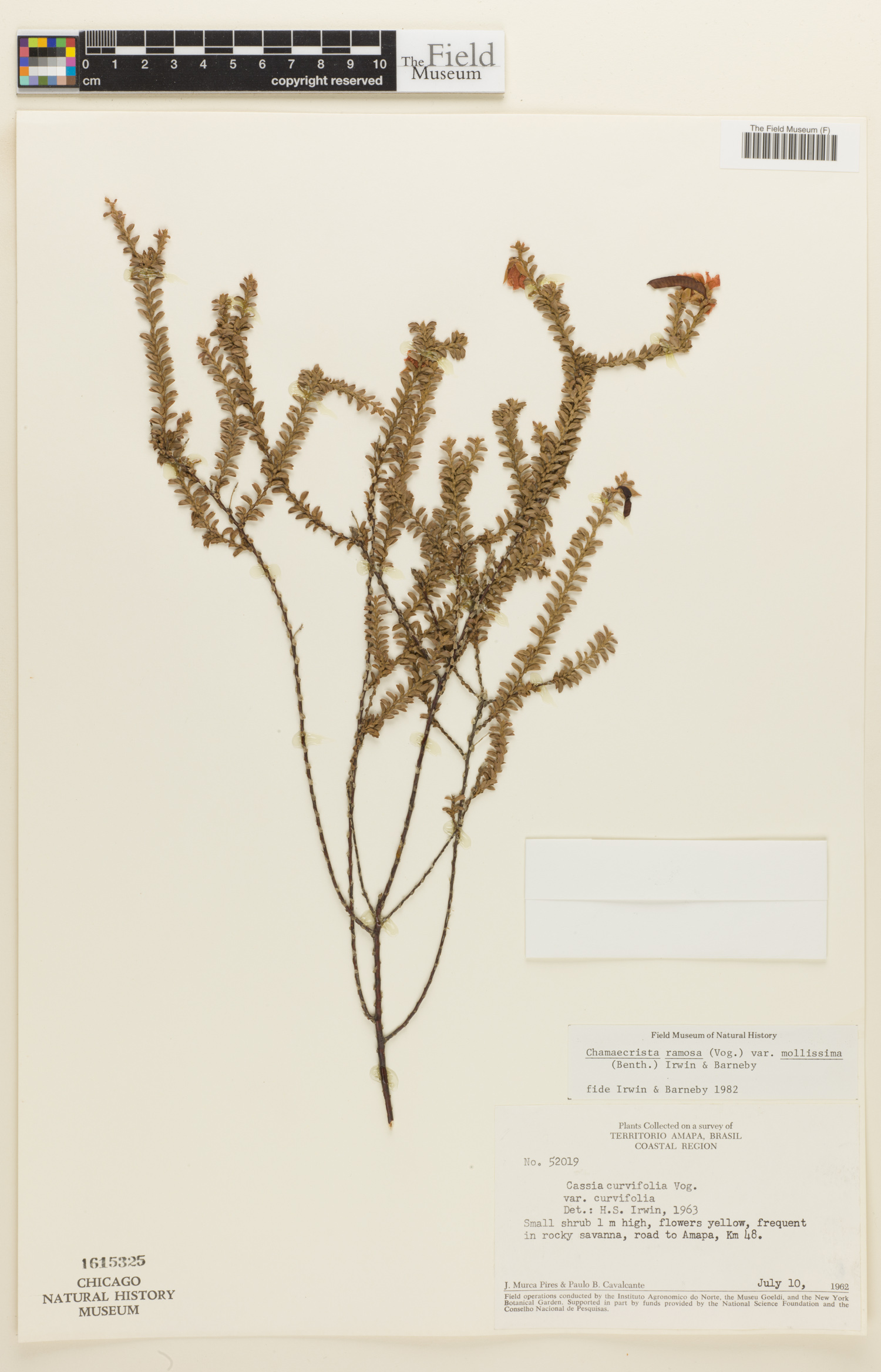Chamaecrista ramosa var. curvifolia image