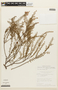 Chamaecrista ramosa var. curvifolia image
