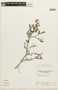 Chamaecrista ramosa var. ramosa image