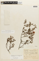 Chamaecrista ramosa var. ramosa image
