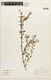 Chamaecrista ramosa image