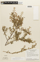 Chamaecrista ramosa var. parvifoliola image