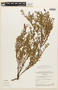 Chamaecrista ramosa var. parvifoliola image