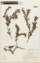 Chamaecrista ramosa var. ventuarensis image