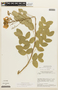 Chamaecrista rigidifolia image