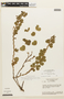 Chamaecrista rotundifolia var. grandiflora image