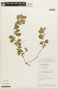 Chamaecrista rotundifolia image