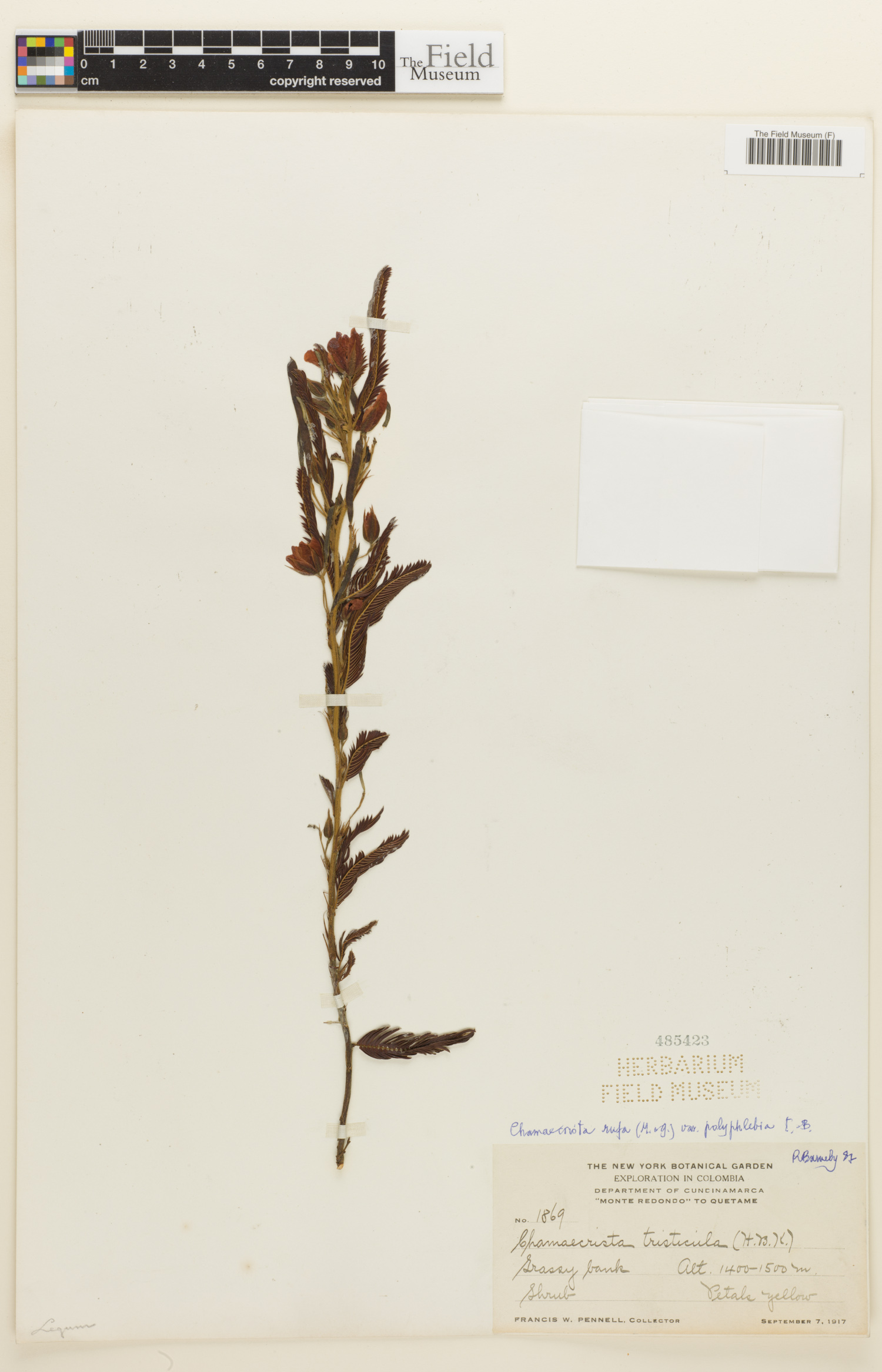 Chamaecrista rufa var. polyphlebia image