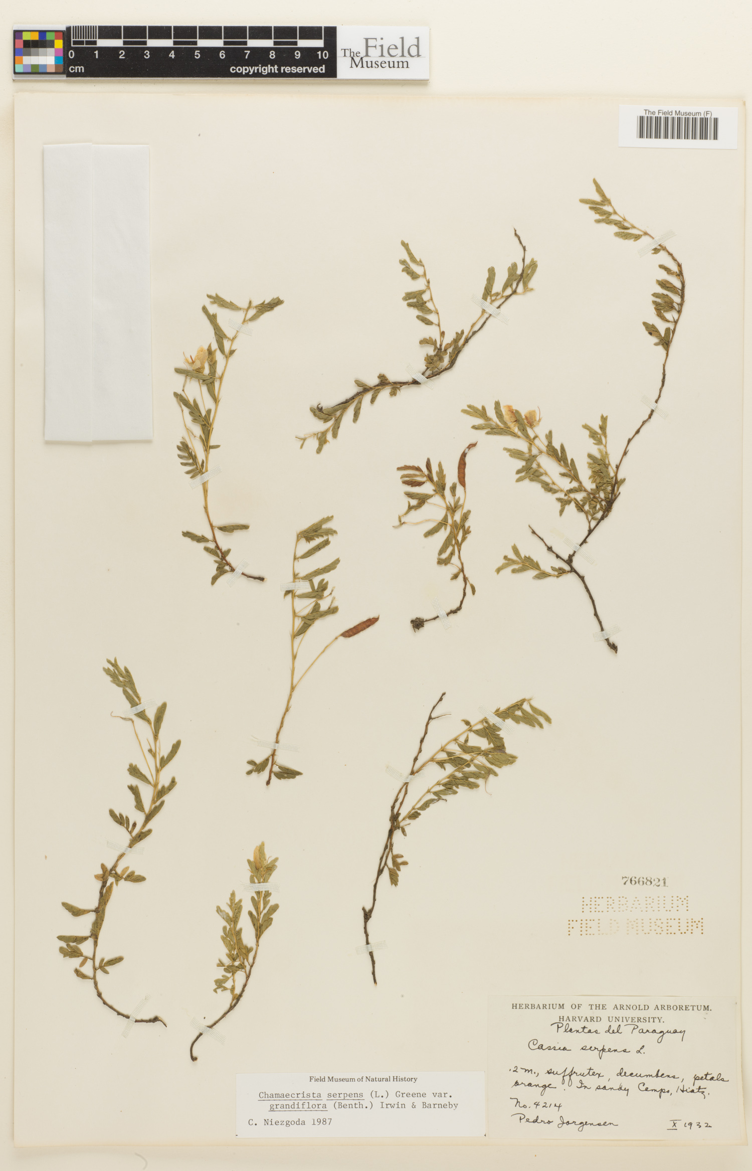 Chamaecrista serpens image