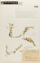Chamaecrista serpens var. grandiflora image