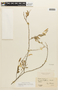 Chamaecrista serpens var. grandiflora image