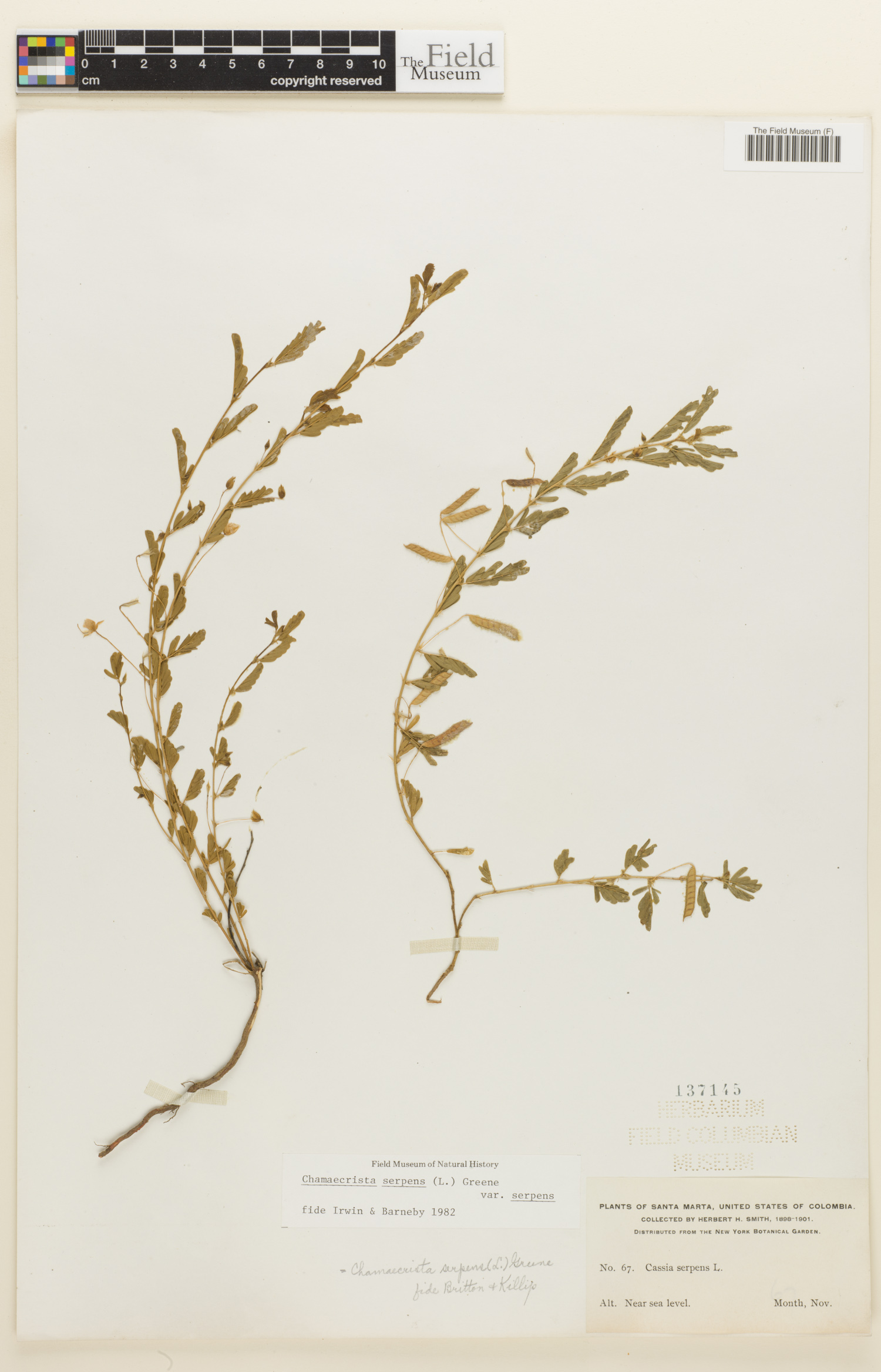Chamaecrista serpens image