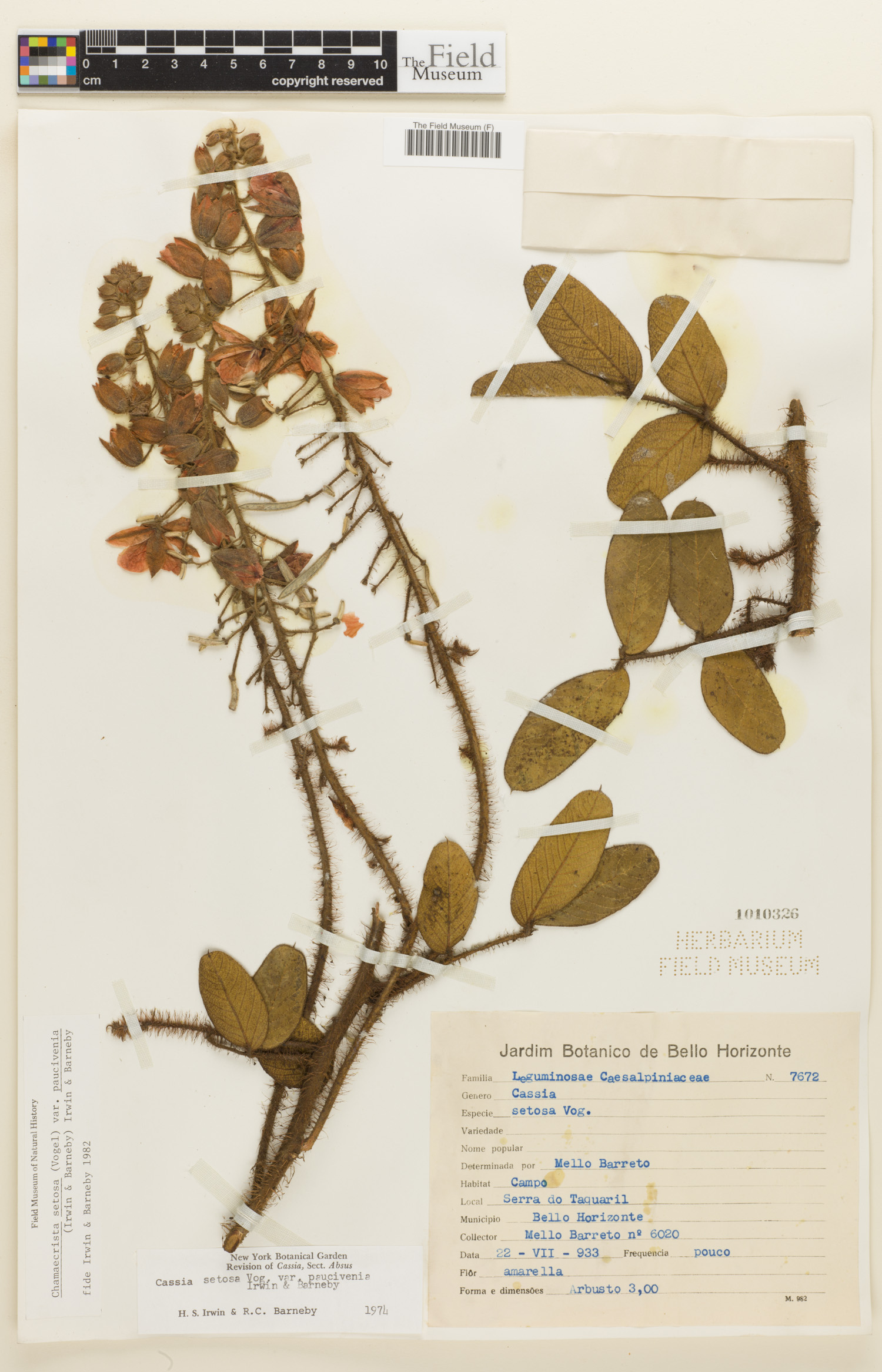 Chamaecrista setosa var. paucivenia image