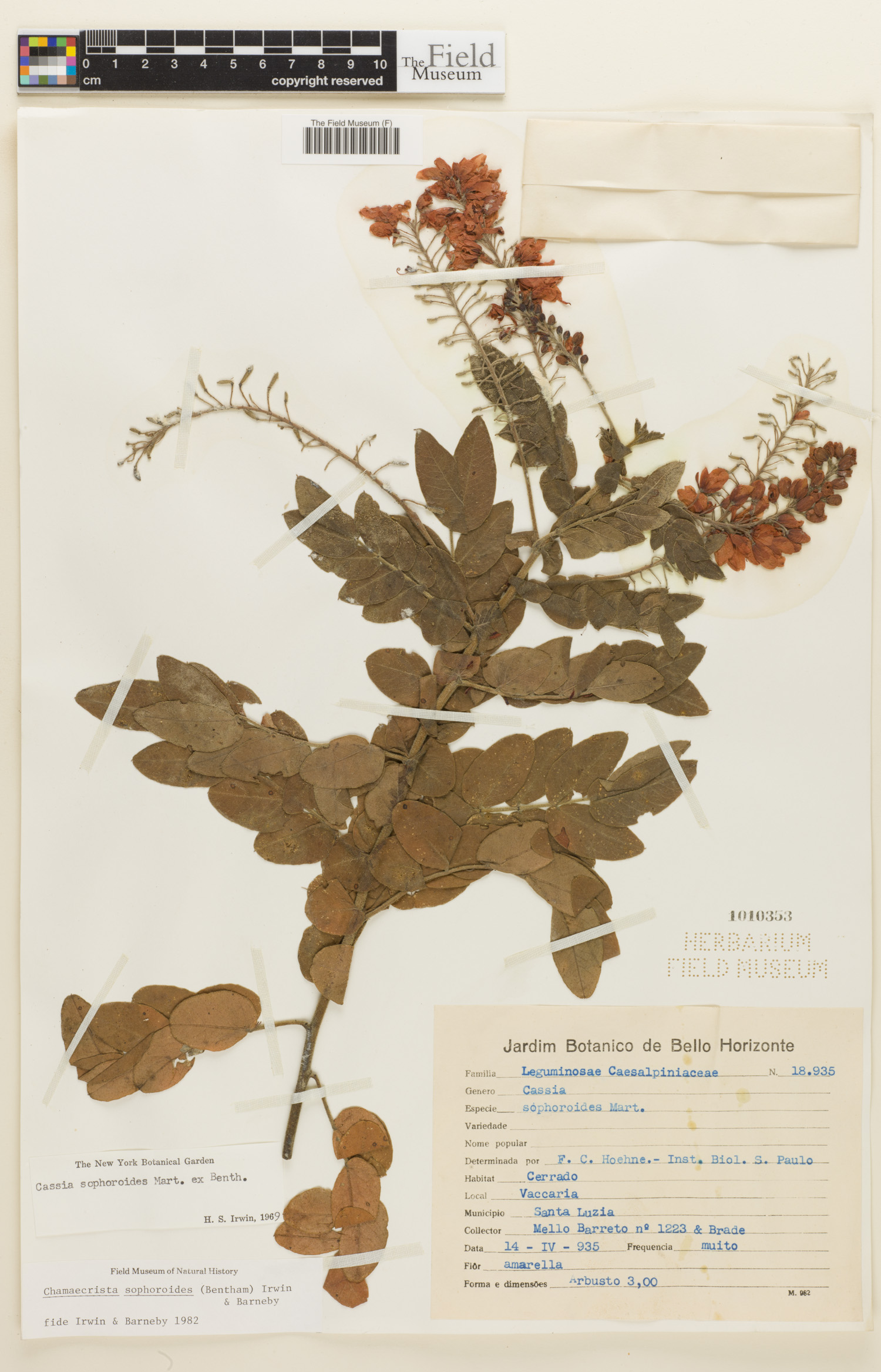 Chamaecrista sophoroides image