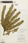Chamaecrista spinulosa image