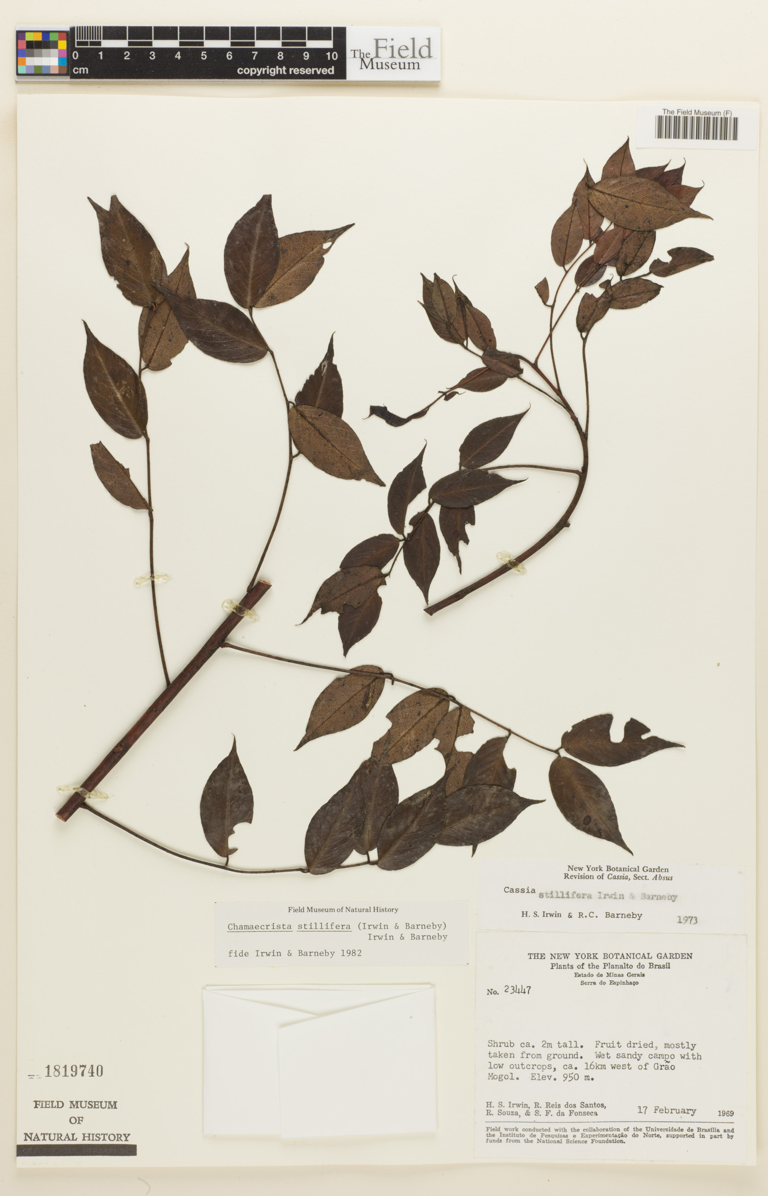Chamaecrista stillifera image