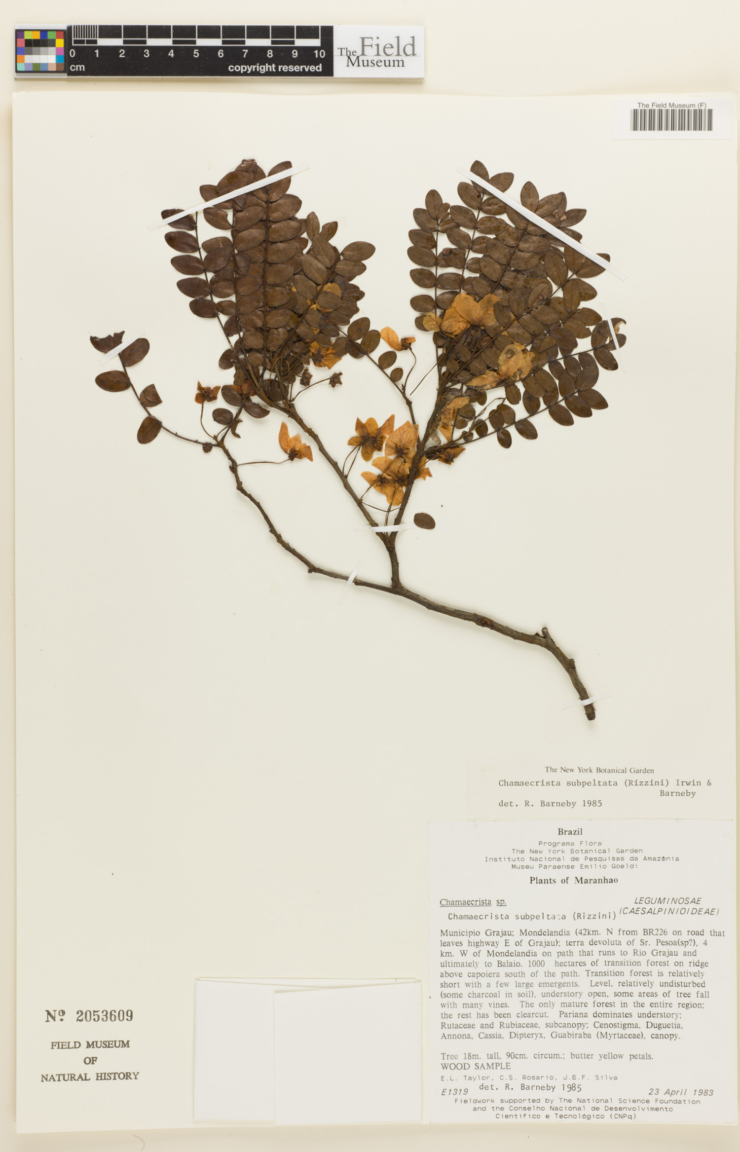 Chamaecrista subpeltata image