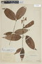 Marlierea scytophylla image