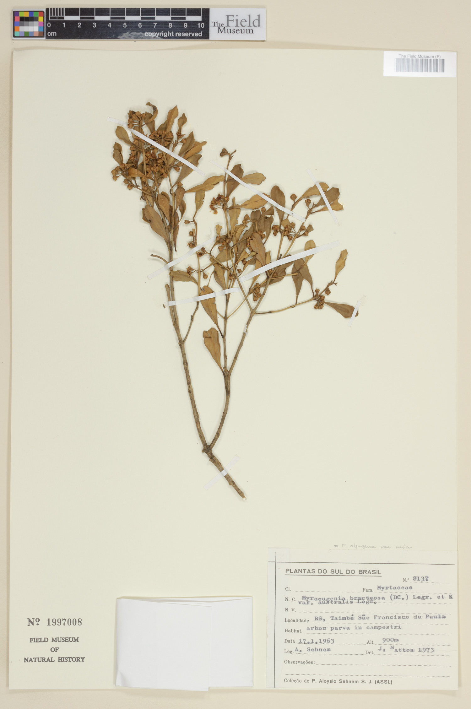 Myrceugenia alpigena var. rufa image