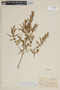 Myrceugenia brevipedicellata image