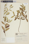 Myrceugenia campestris image