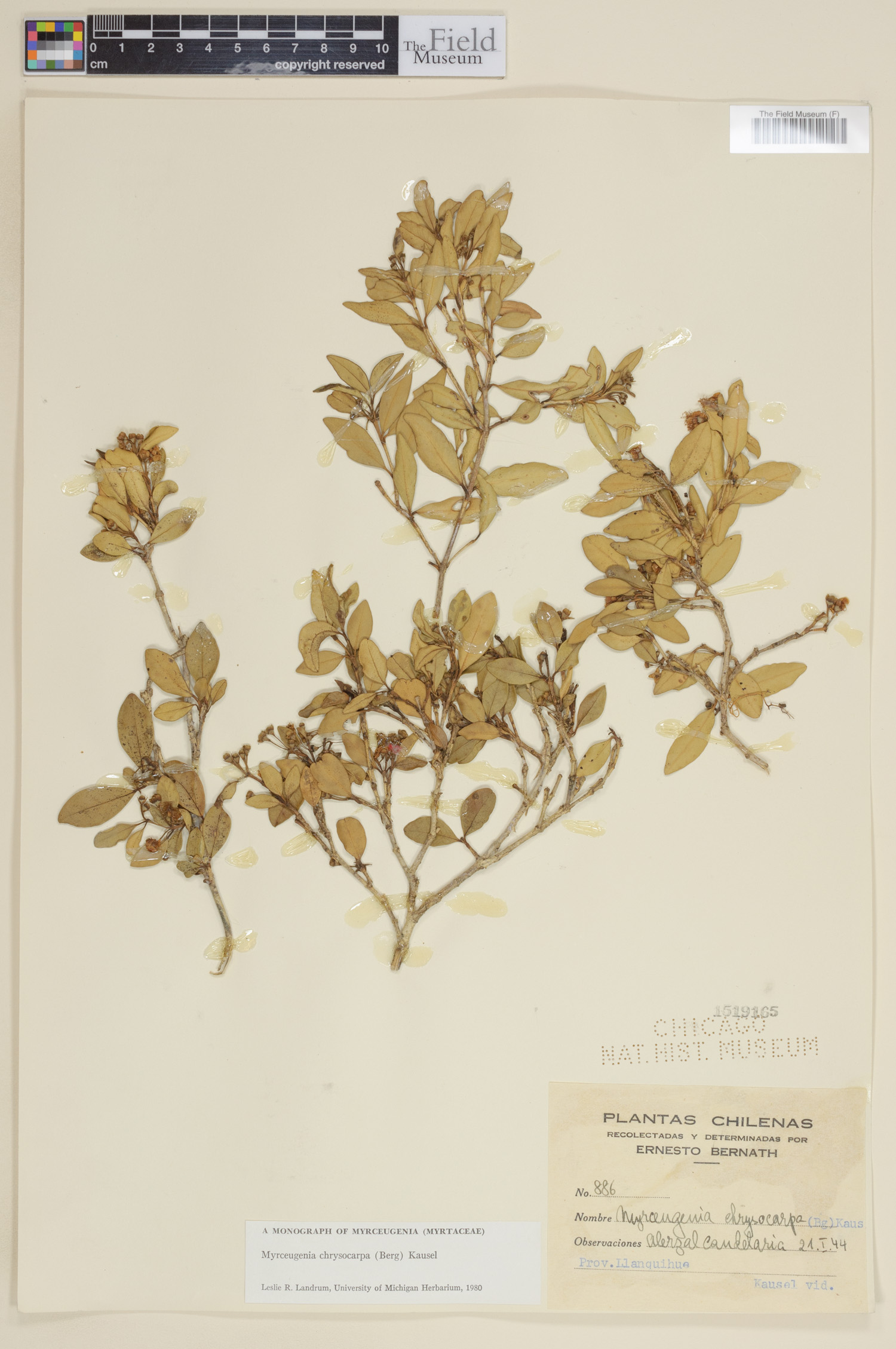 Myrceugenia chrysocarpa image