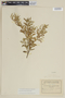 Myrceugenia chrysocarpa image