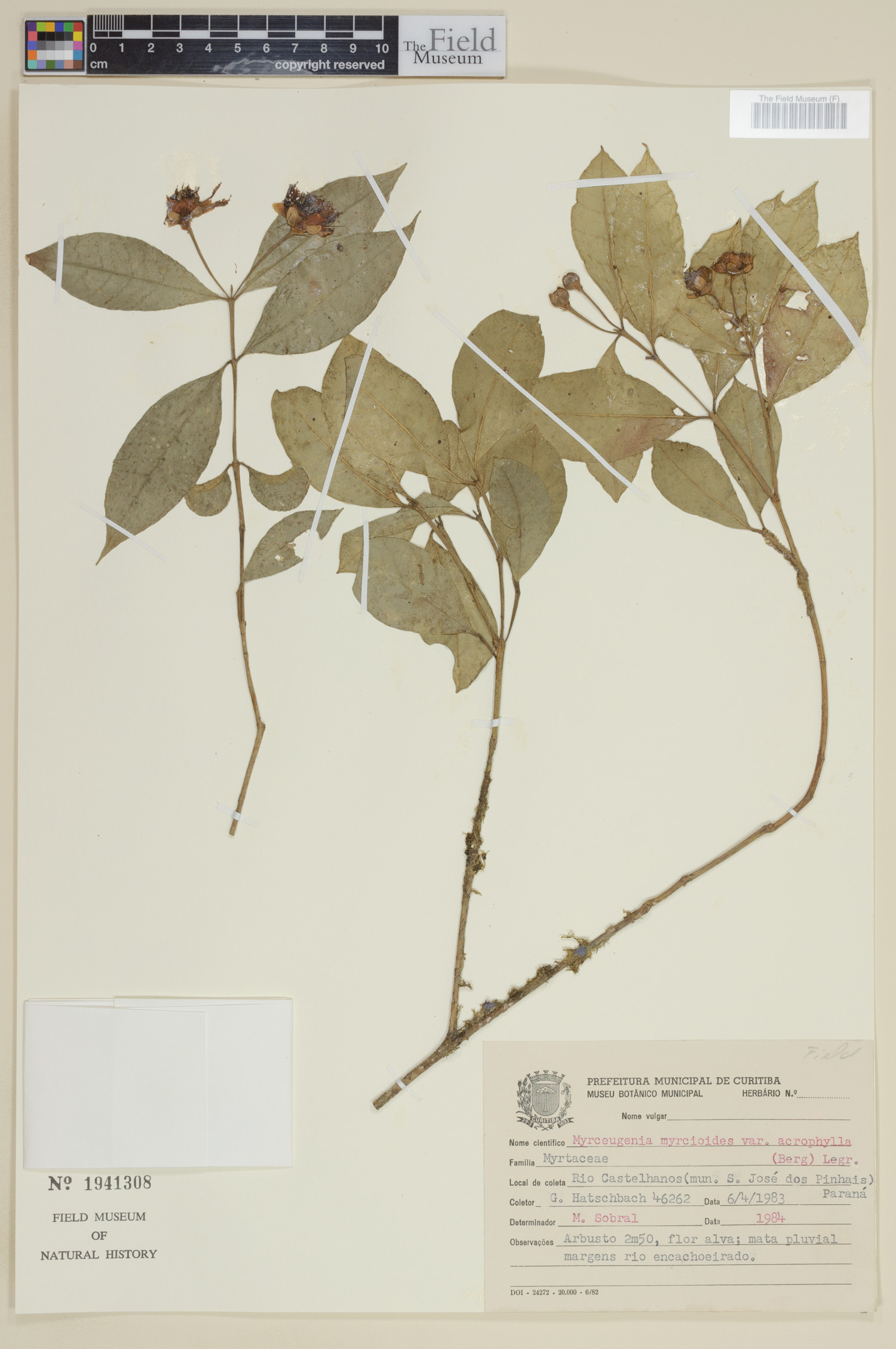 Myrceugenia myrcioides image