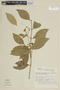 Myrceugenia myrcioides image