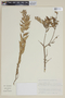 Myrceugenia myrtoides image