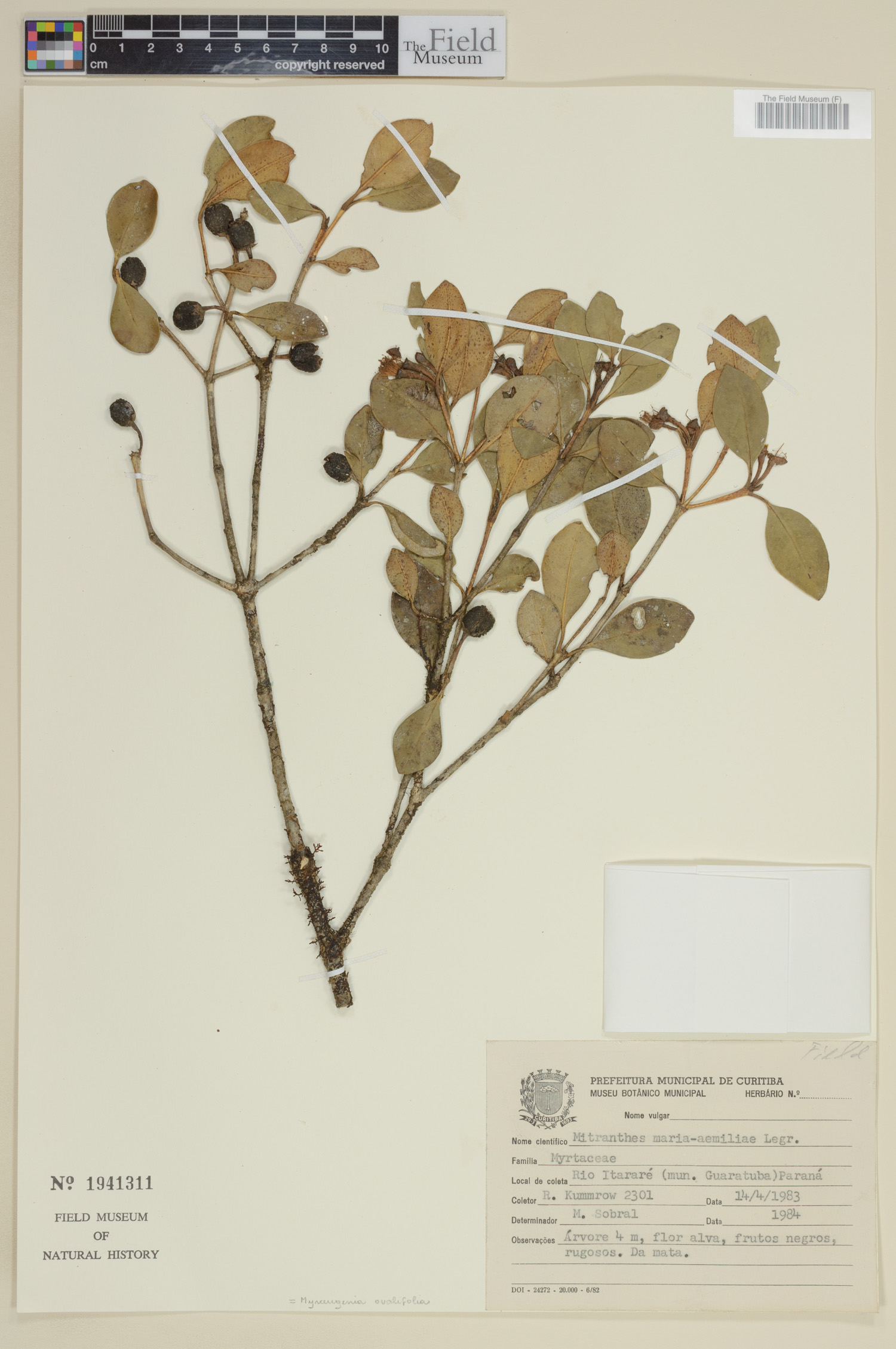 Myrceugenia ovalifolia image