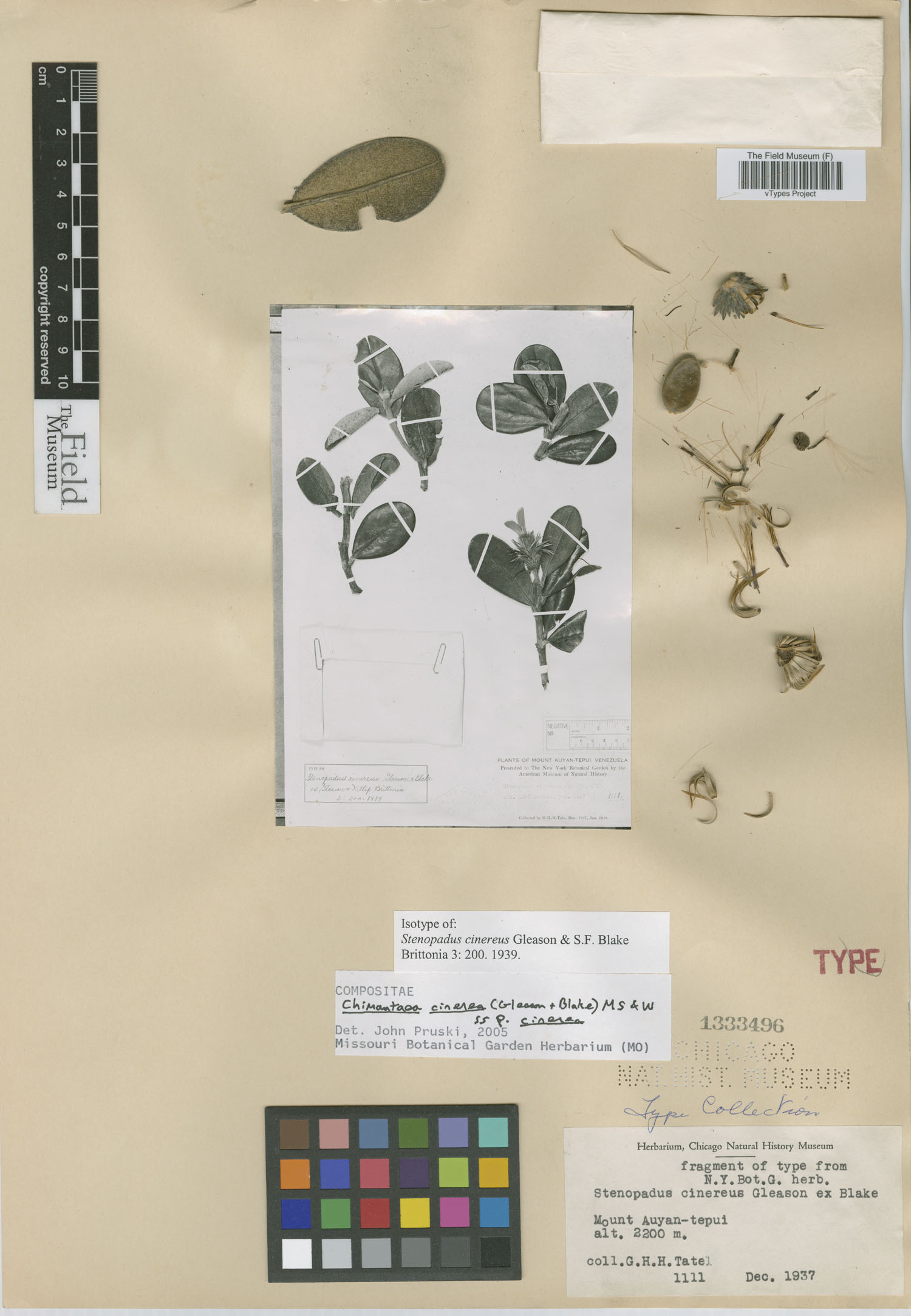 Chimantaea cinerea subsp. cinerea image