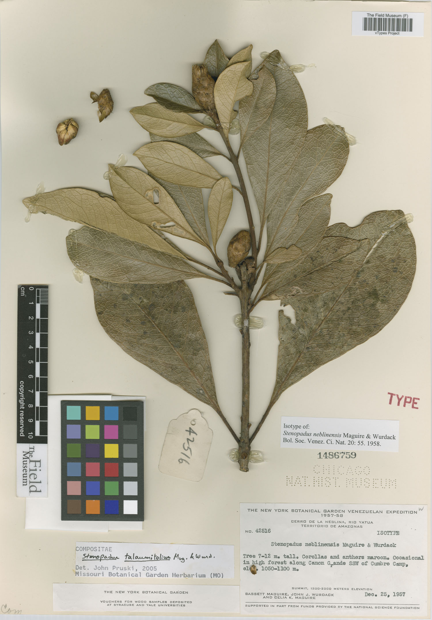 Stenopadus talaumifolius image