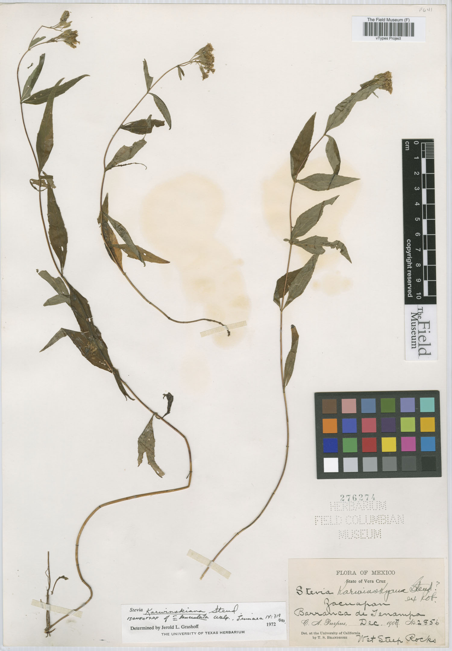 Stevia lanceolata image