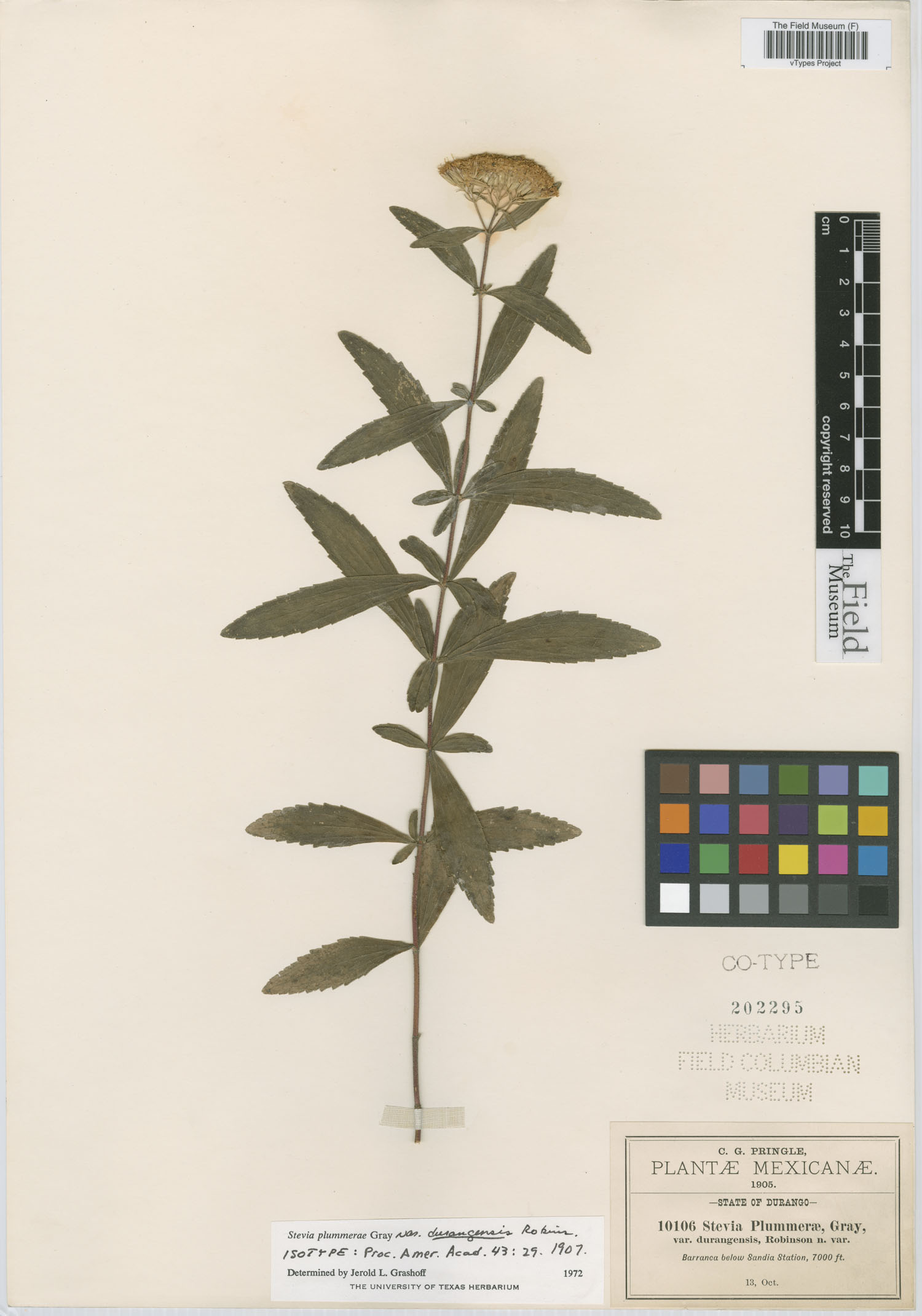 Stevia plummerae var. durangensis image