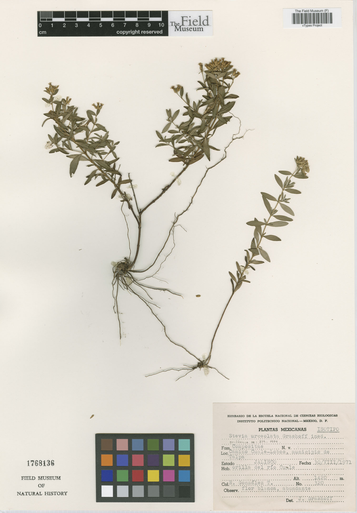 Stevia urceolata image