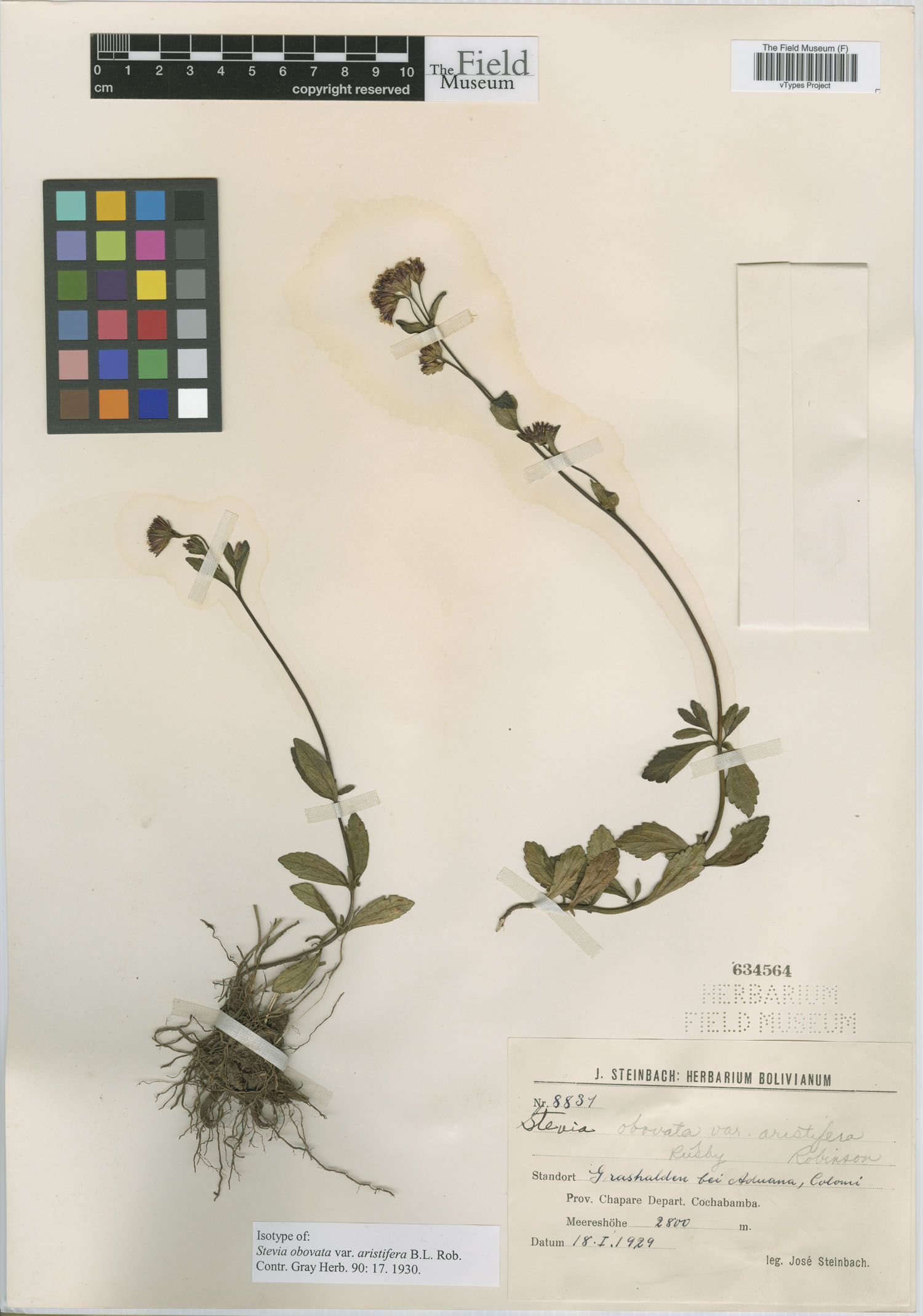 Stevia obovata image