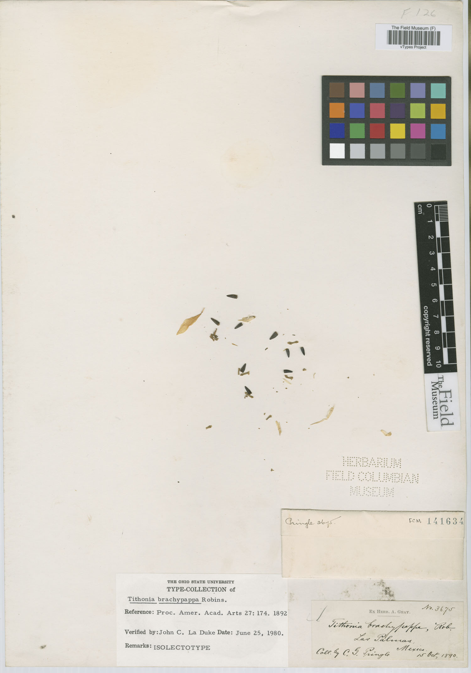 Tithonia brachypappa image