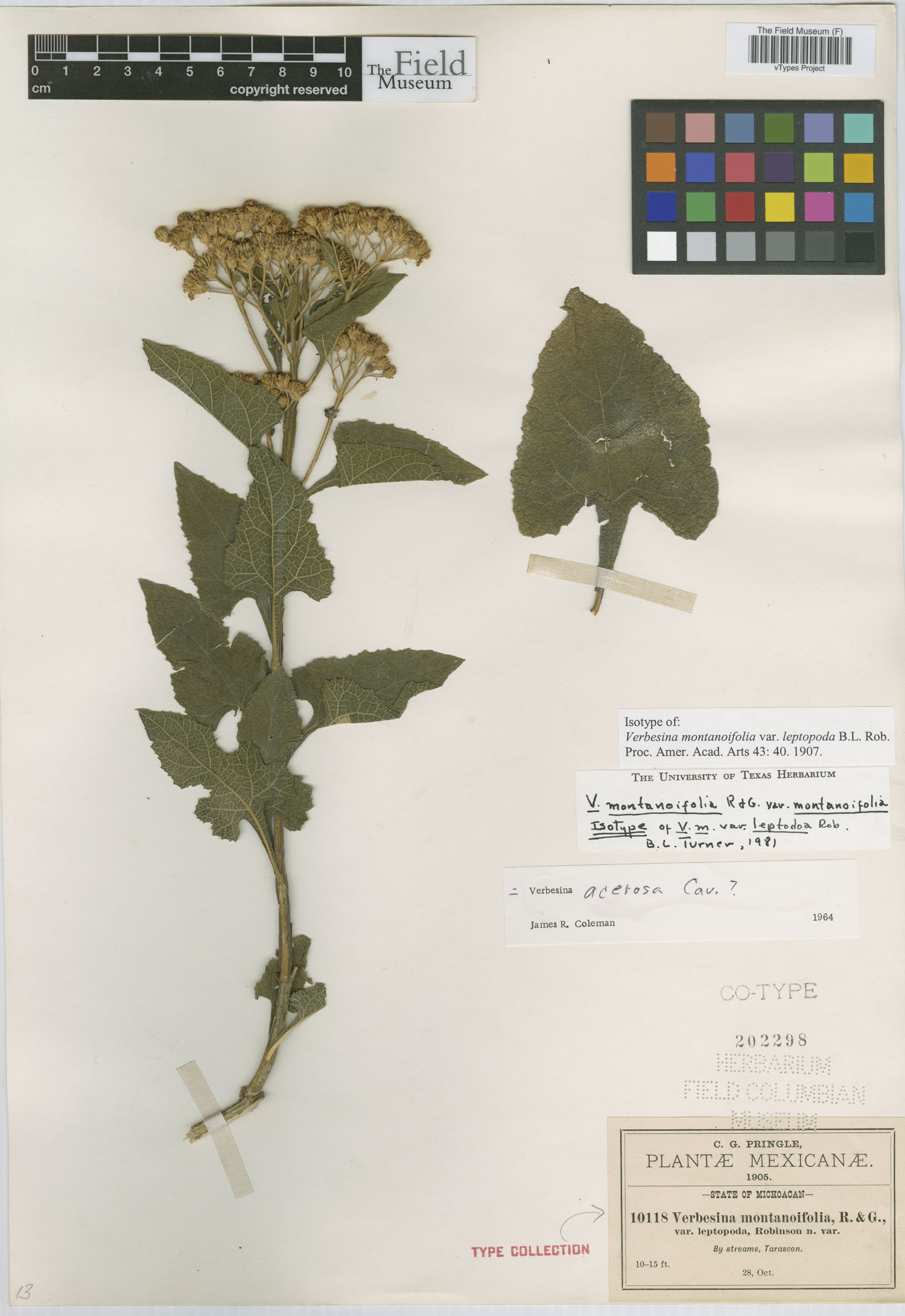 Verbesina montanoifolia var. leptopoda image