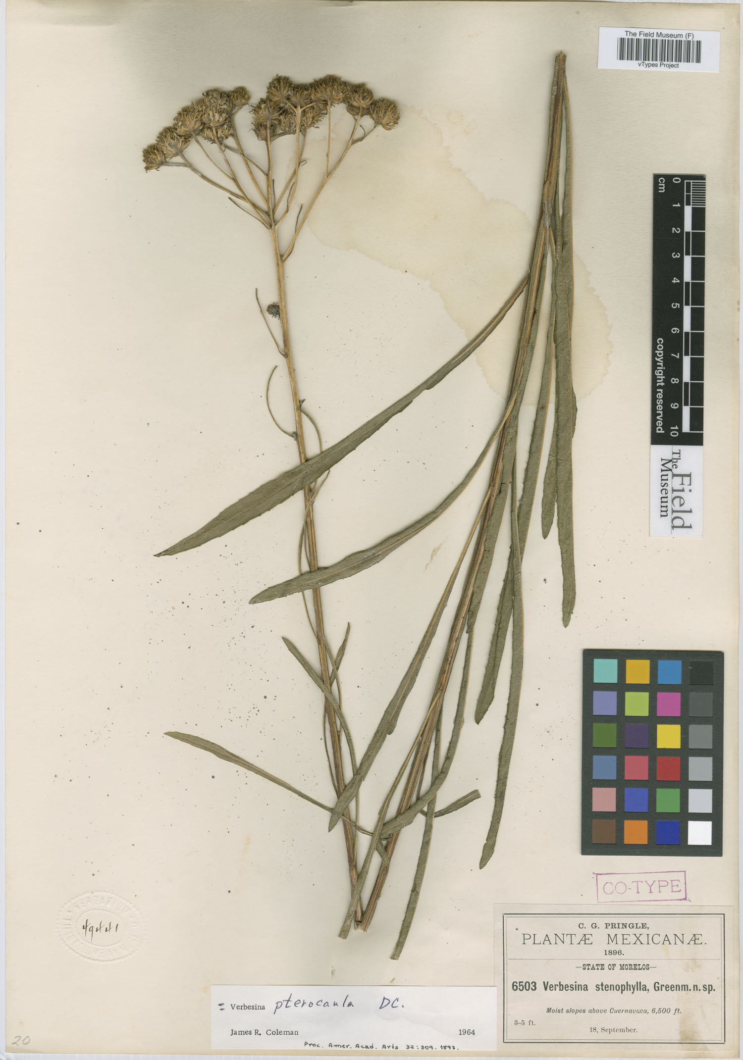 Verbesina stenophylla image