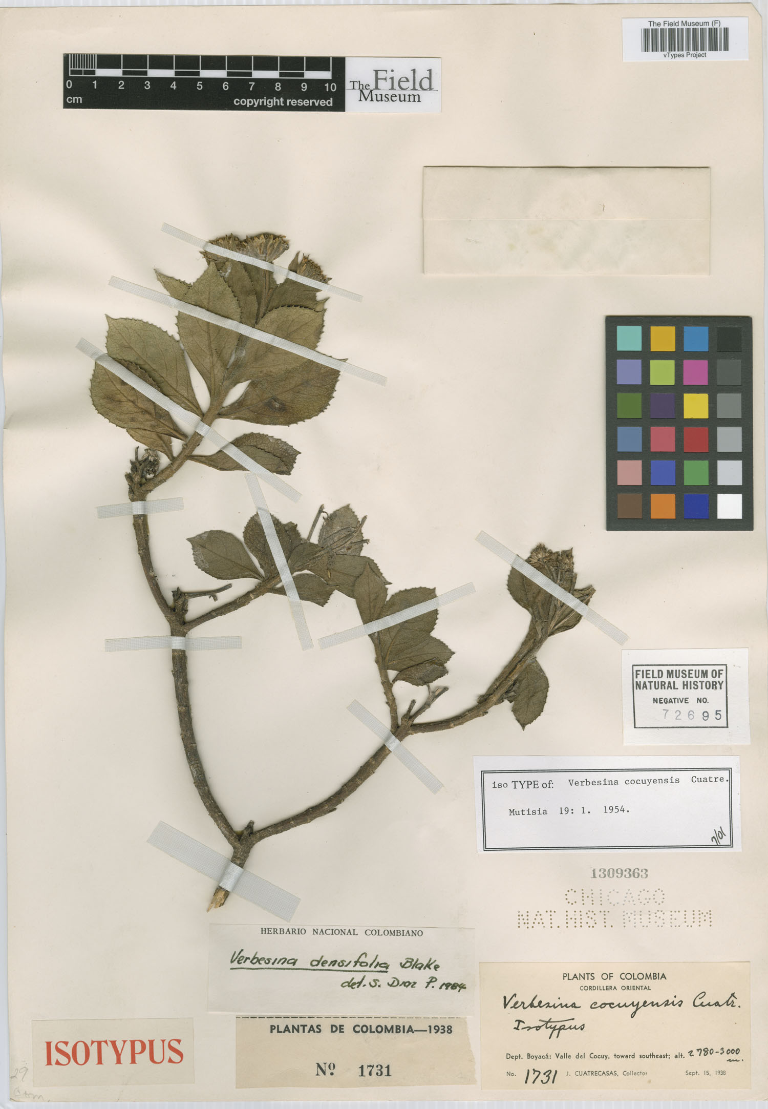 Verbesina densifolia image