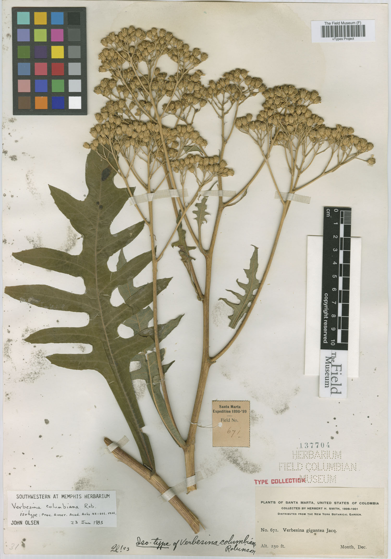 Verbesina columbiana image