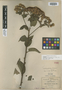 Vernonanthura alamanii image