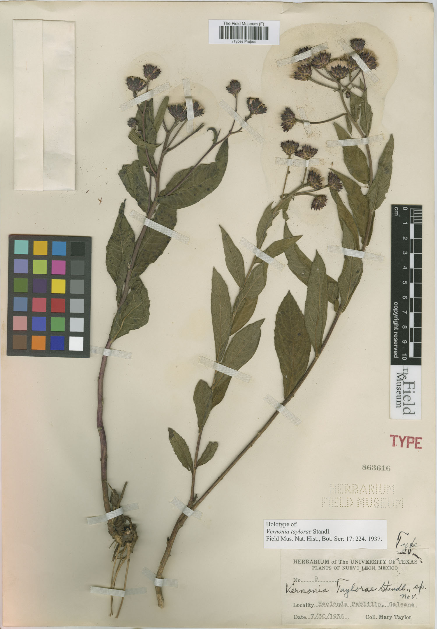 Vernonia greggii subsp. greggii image
