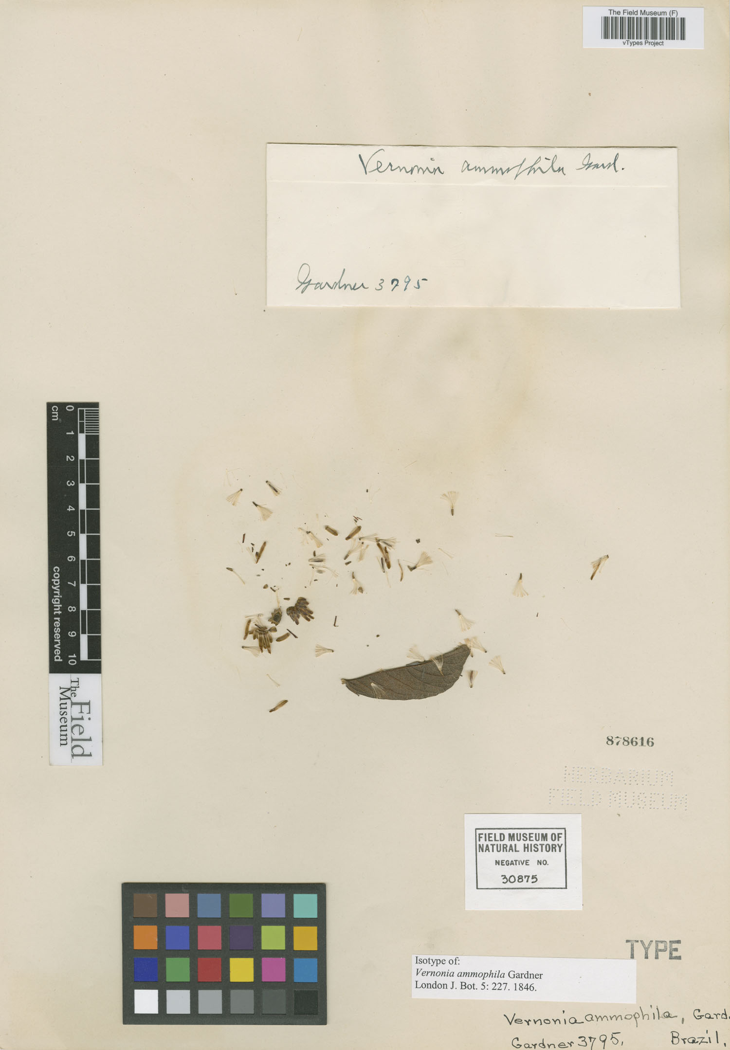 Lessingianthus ammophilus image