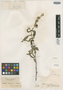 Lepidaploa araripensis image