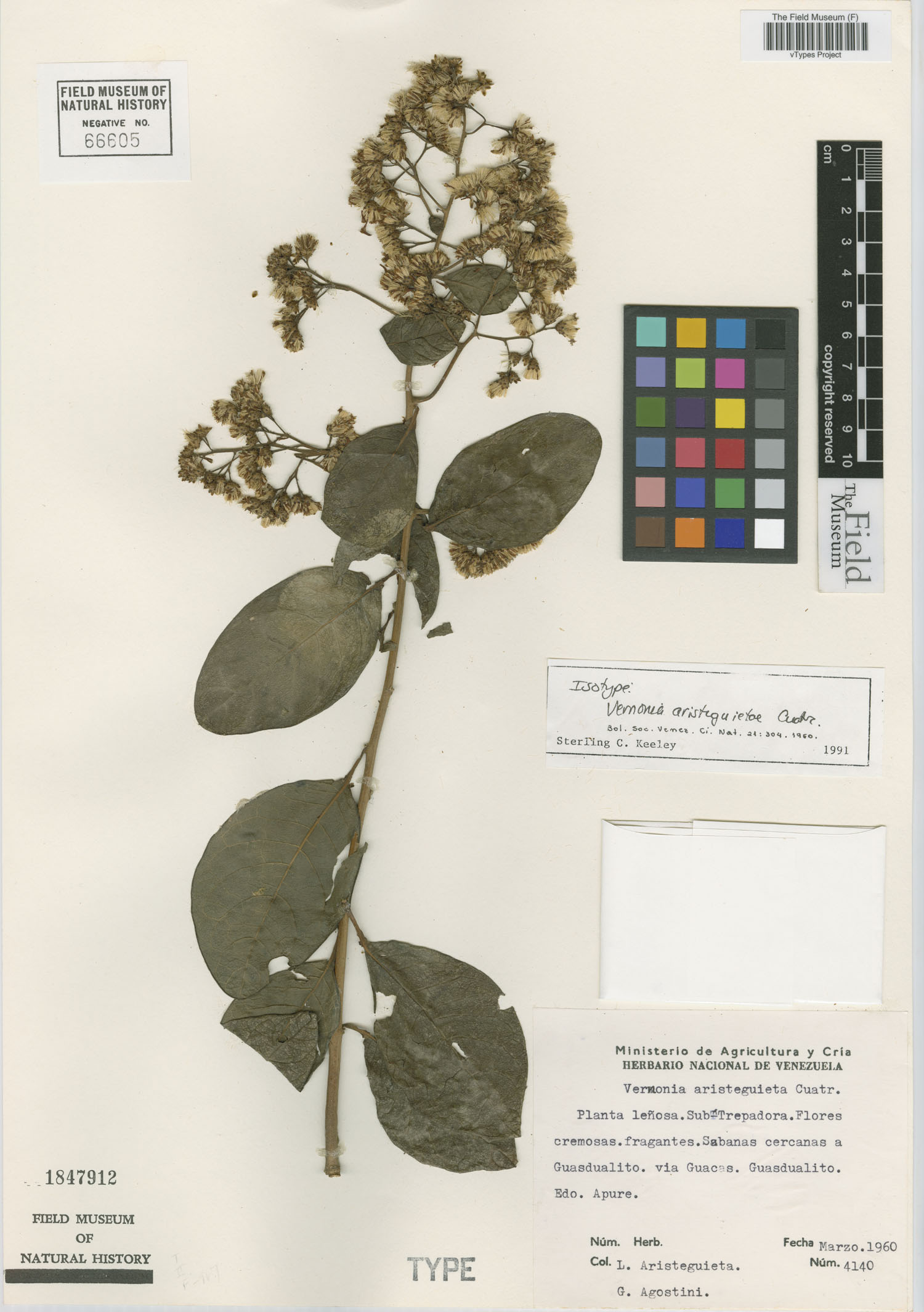 Critoniopsis aristeguietae image
