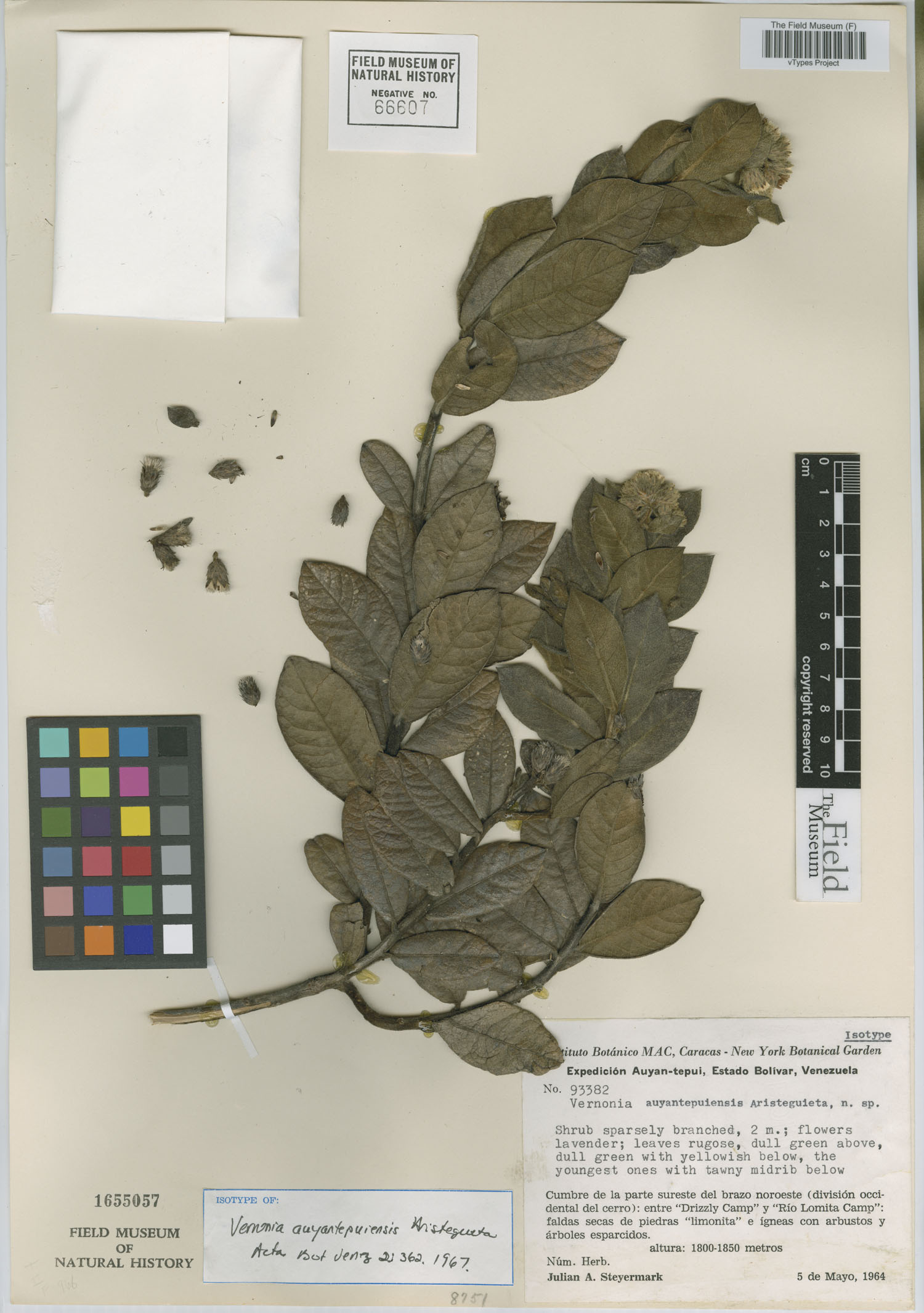 Lepidaploa ehretiifolia image