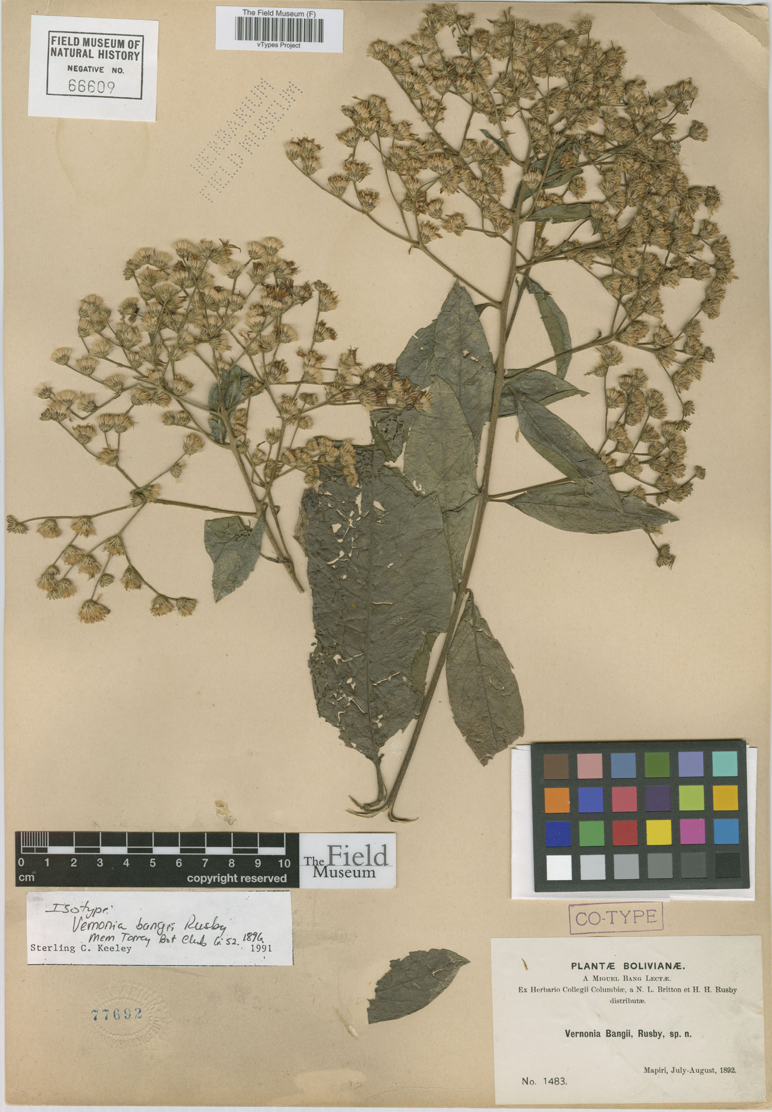 Vernonia bangii image